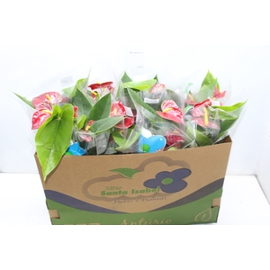 ANTHURIUM ARION P15