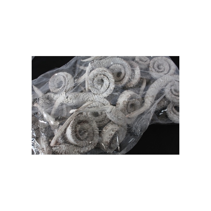 <h4>palm male ring frosted 16pcs</h4>