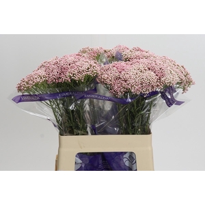 Ozothamnus Cooks Tall Pink
