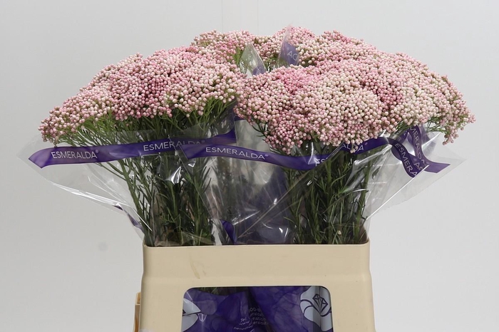 Ozothamnus Cooks Tall Pink