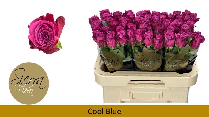 <h4>R Gr Cool Blue</h4>