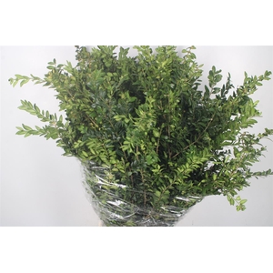 Buxus Per Bunch
