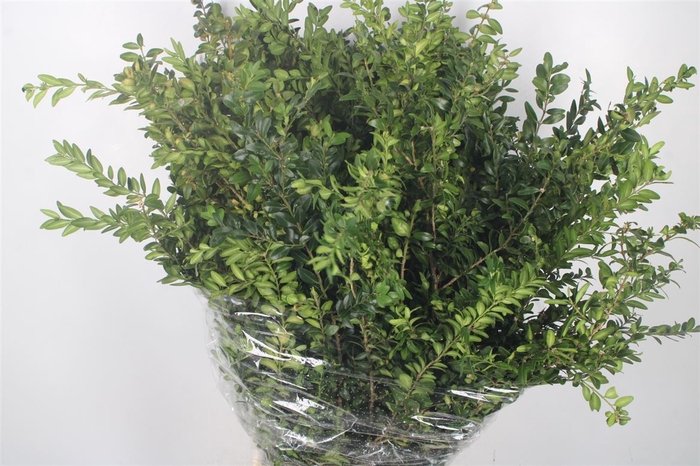 <h4>Buxus Per Bunch</h4>