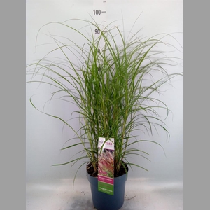 Miscanthus sin. 'Red Chief'