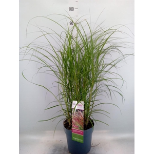 Miscanthus sin. 'Red Chief'