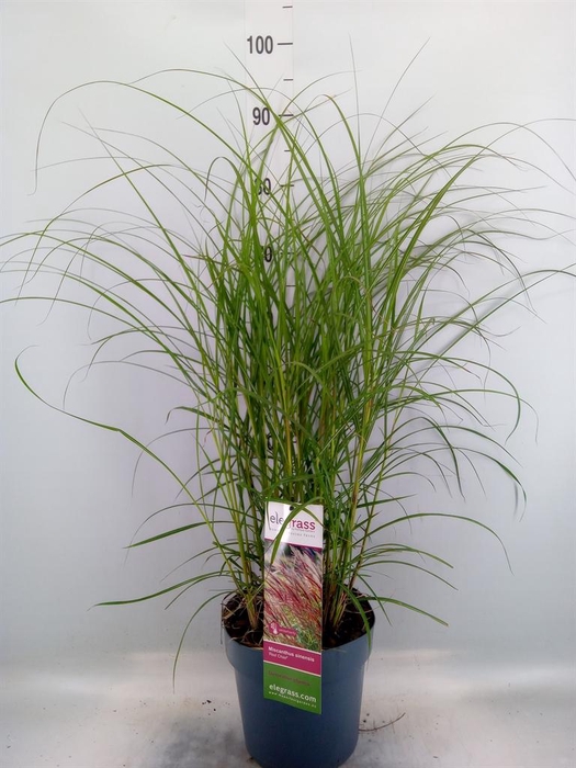 <h4>Miscanthus sin. 'Red Chief'</h4>