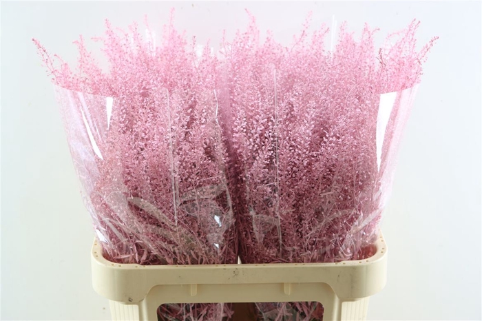<h4>Lepidium Light Pink</h4>