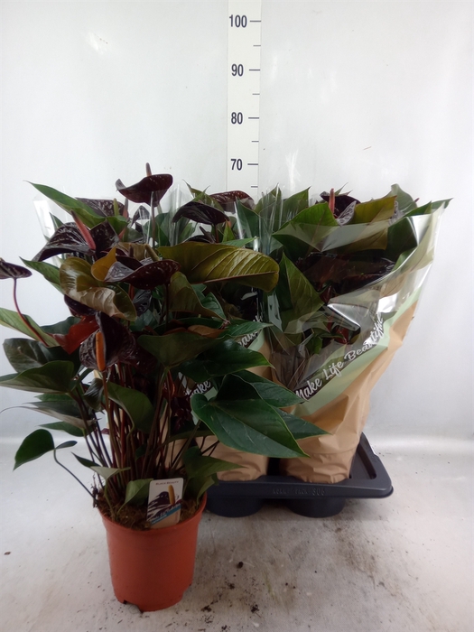 <h4>Anthurium andr. 'Beauty Black'</h4>