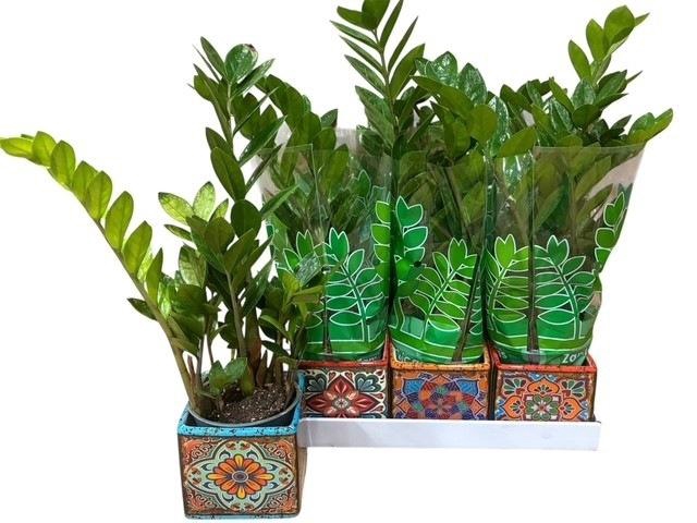 <h4>ZAMIO ZAMIIFOLIA</h4>