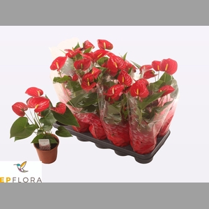 ANTHU A JAMBO RED