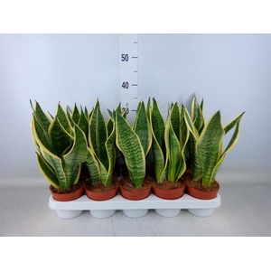 Sansevieria trifa. 'Futura Superba'