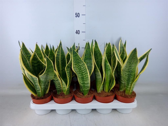 <h4>Sansevieria trifa. 'Futura Superba'</h4>