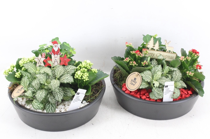 <h4>arr2 PL - Ker. schaal 25cm black - rood/wit</h4>