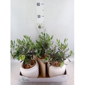 Arr.   Tuinplanten H%