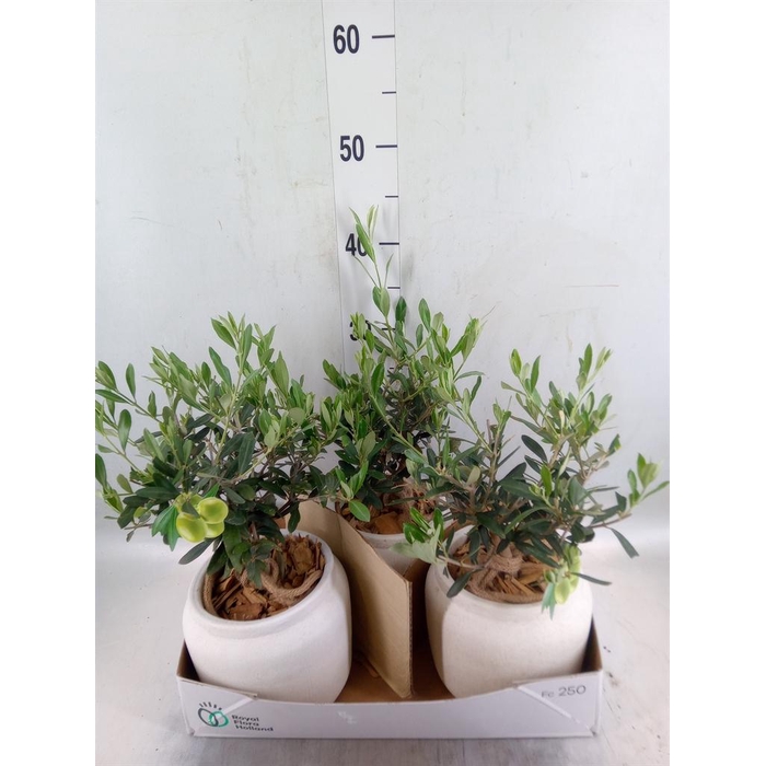 <h4>Arr.   Tuinplanten H%</h4>