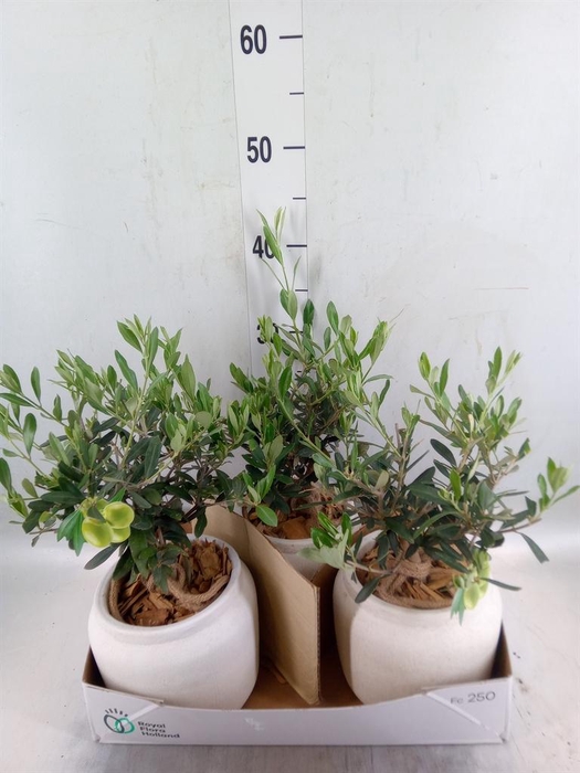 Arr.   Tuinplanten H%