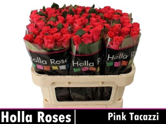 <h4>R Gr Pink Tacazzi+</h4>