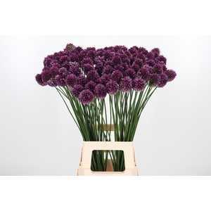 Allium Sphaerocephal (kogel)