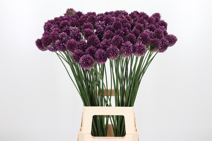 <h4>Allium Sphaerocephal (kogel)</h4>
