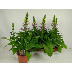 DIGI PURPUREA