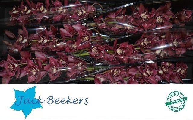 <h4>CYMB T DOUBLE RED</h4>