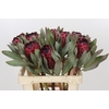 Protea Barbigera Ruby Princess Air