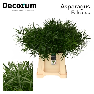 ASP FALCATUS 45cm box x50