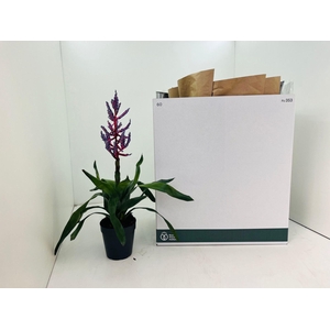 Aechmea  'Blue Rain'