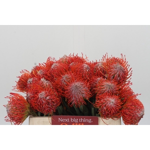 Nutans Tango