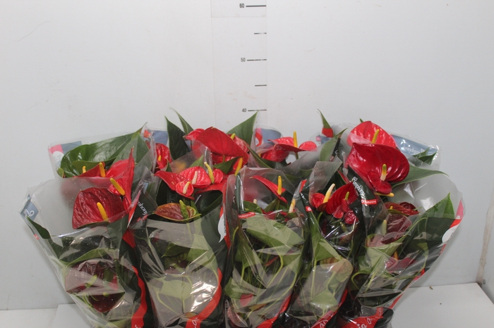 <h4>ANTHURIUM RED SUCCESS P12</h4>