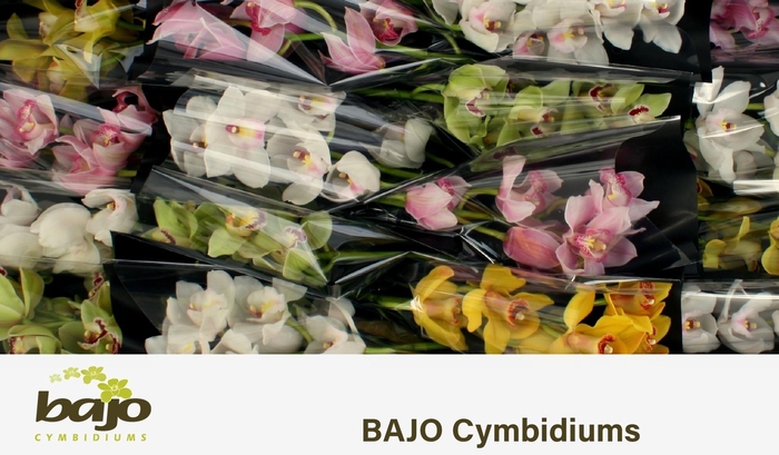 <h4>CYMB T GEM</h4>