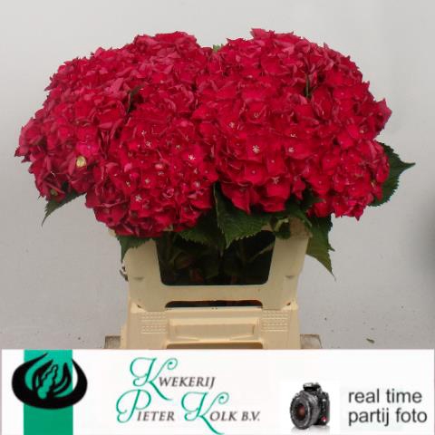 <h4>Hydrangea my mon amour red</h4>