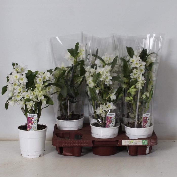 <h4>DENDR N SC APOLLON</h4>