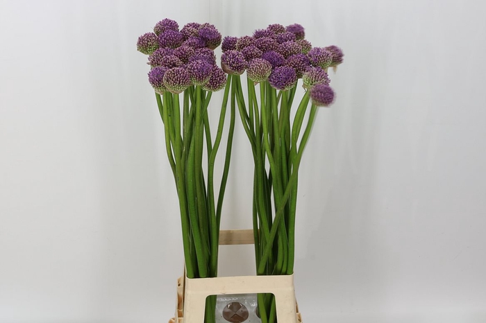 <h4>Allium Gladiator</h4>