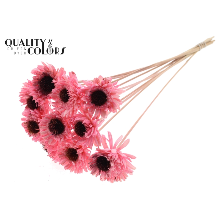 <h4>Shola Daisy Sunflower 6cm on stem Light Pink</h4>