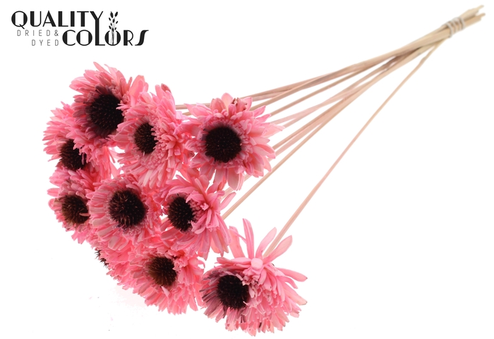 Shola Daisy Sunflower 6cm on stem Light Pink