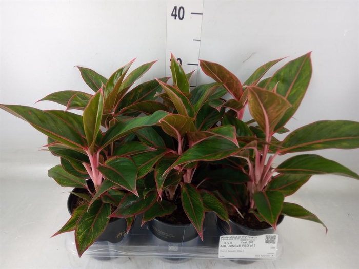 <h4>Aglaonema 'Jungle Red'</h4>