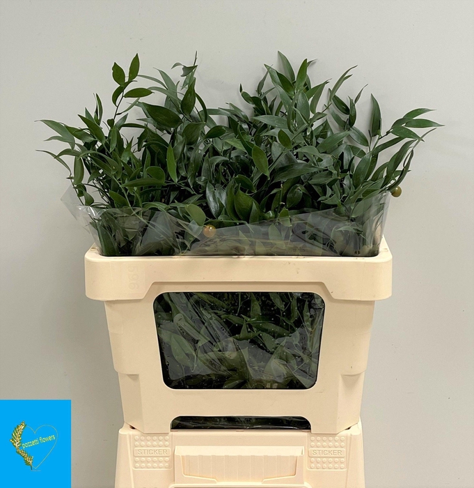 <h4>DANAE RACEMOSA</h4>