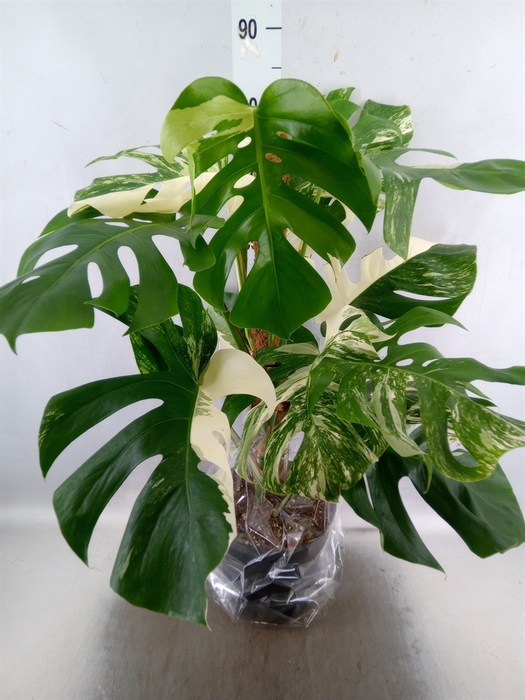 <h4>Monstera delic. 'Variegata'</h4>