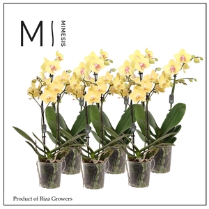 Phalaenopsis Multi Yellow 2 spike - 12cm | Mimesis