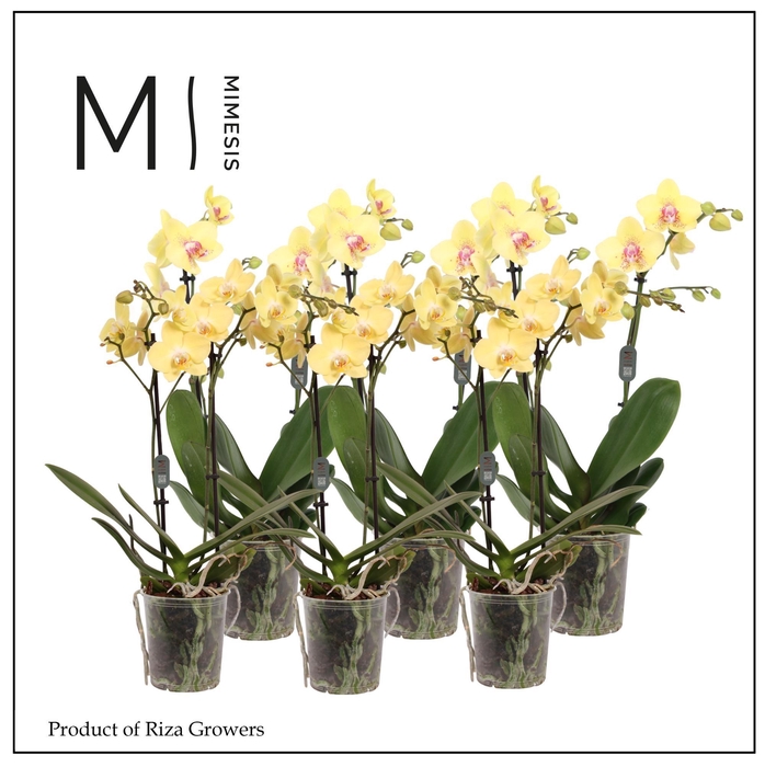 <h4>Phalaenopsis Multi Yellow 2 spike - 12cm | Mimesis</h4>
