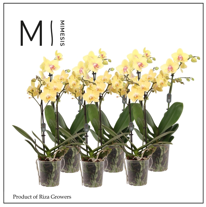 <h4>Phalaenopsis Multi Yellow 2 spike - 12cm | Mimesis</h4>