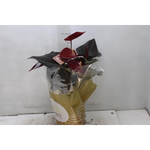ANTHURIUM DELICATA P17