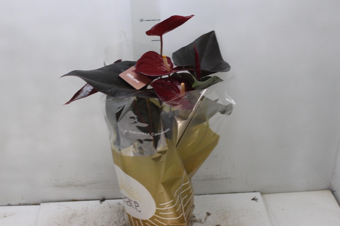 <h4>ANTHURIUM DELICATA P17</h4>