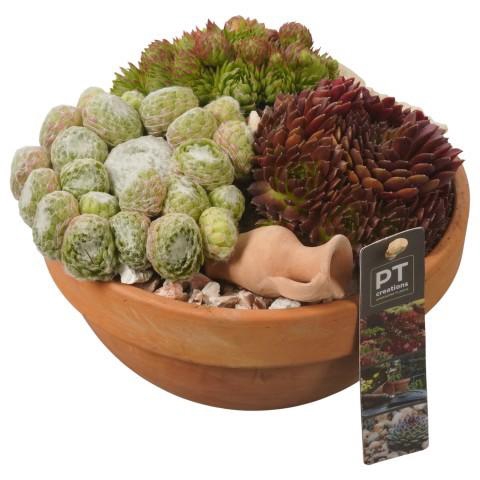 <h4>PTS7413 Arrangement Sempervivum in terracotta schaal</h4>