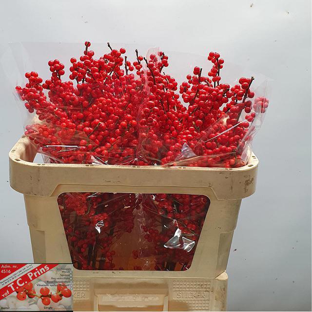 <h4>ILEX VE RODE BES</h4>