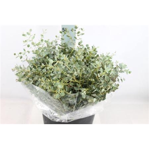 Euca Gunni Kort Extra 300 Gram