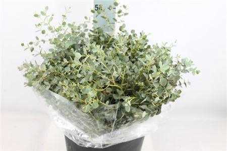 <h4>Euca Gunni Kort Extra 300 Gram</h4>