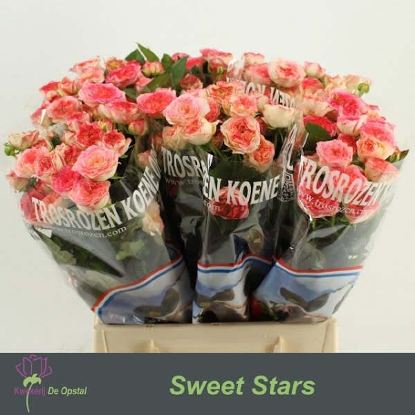 <h4>R Tr Sweet Stars</h4>