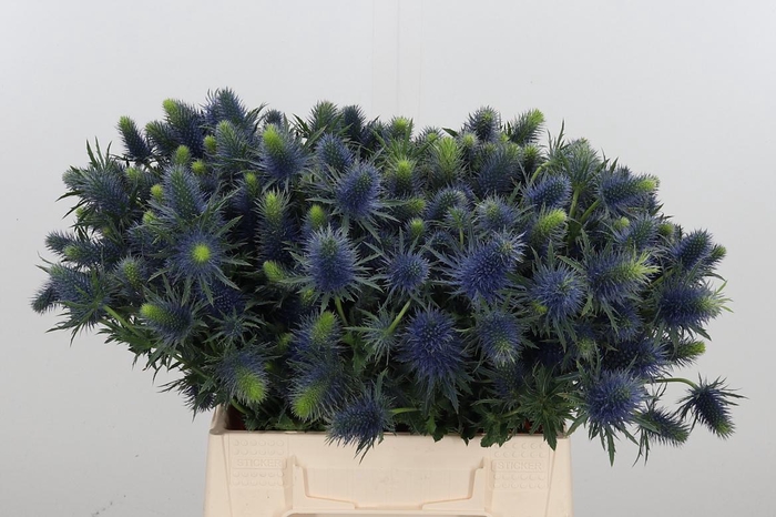 <h4>Eryn Supernova</h4>